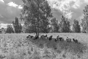 Heidschnucken grazing a nature reserve
