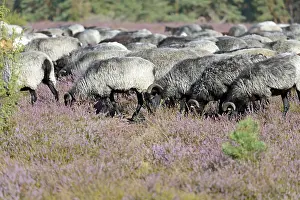 Heidschnucken (Ovis aries), herd in the blooming heathland