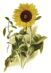 Helianthus argophyllus, Silver leaved sunflower