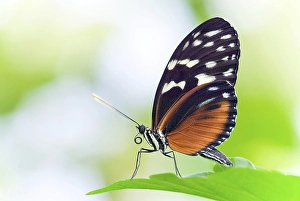 Heliconius