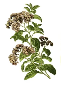 Heliotropium peruvianum, Cherry Pie