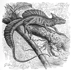 Helmeted Basilisk (Basiliscus) americanus
