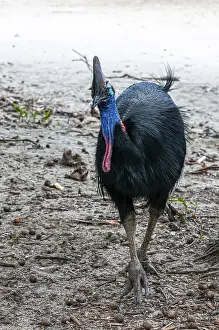 Helmeted Cassowary (Casuarius casuarius)