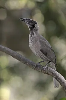 Helmeted Friarbird (Philemon buceroides)