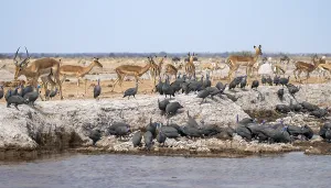 Helmeted guinea fowl (Numida meleagris)