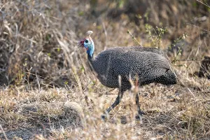 Helmeted guinea fowl (Numida meleagris)