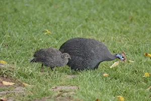 Helmeted guinea fowl (Numida meleagris)