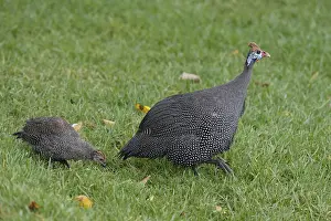 Helmeted guinea fowl (Numida meleagris)