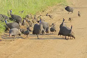 Helmeted guinea fowl (Numida meleagris)