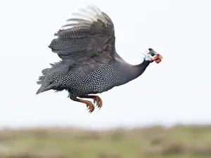 Helmeted Guineafowl (Numida meleagris)
