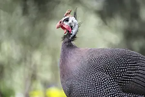 A Helmeted Guineafowl (Numida meleagris)