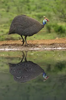 Helmeted Guineafowl (Numida meleagris) reflecting in water