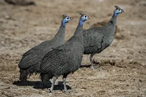 Helmeted guineafowls (Numida meleagris)