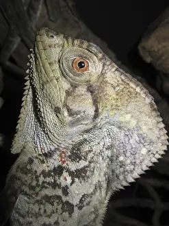 Helmeted iguana (Chorythophanes cristatus)