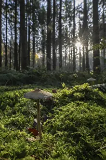 Helminth (Mycena) in spruce forest