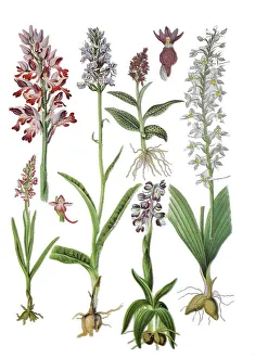 Helm's orchid, Orchis militaris (top left)