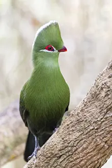 Helmturako, (Tauraco corythaix)