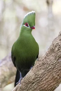 Helmturako, (Tauraco corythaix)