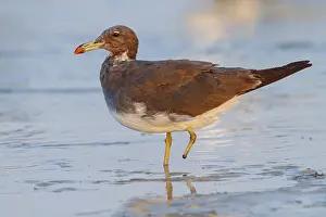 Hemprich's Gull, (Ichthyaetus hemprichii)