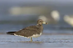 Hemprich's Gull, (Larus hemprichii)