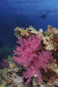 Hemprich's tree coral (Dendronephthya hemprichi)