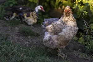 A hen Brahma hen with chicks in the background in natural light Weinviertel Lower Austria Austria