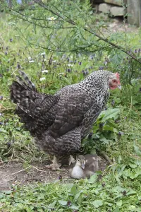 Hen with chick