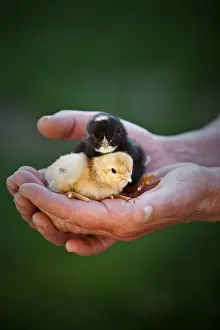 Hen chicks in the hands of a farmer