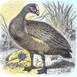 Hen Goose, Cereopsis novae hollandiae, c