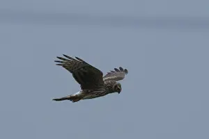 Hen harrier (Circus cyaneus)
