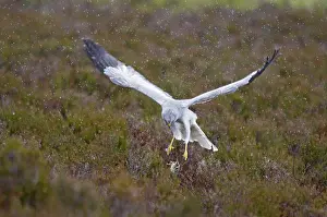 Hen harrier (Circus cyaneus) adult male