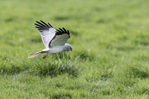 Hen harrier (Circus cyaneus), Emsland