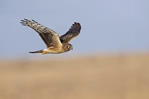 Hen Harrier, Circus cyaneus, Israel