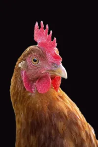 Hen a portrait on a black background