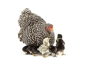 Hen and her small chicks standing together on a clean white background