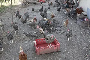 Hens