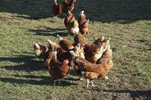 Hens