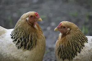 Two hens on a farm