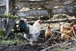 Hens and rooster feed on the traditional rural barnyard at sunny day