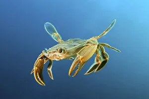 Henslow's crab (Polybius henslowi) swims in open water