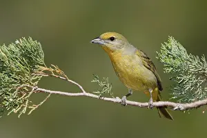 Hepatic Tanager (Piranga hepatica) female