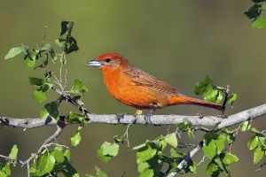 Hepatic Tanager Piranga hepatica Santa Rita Mountains