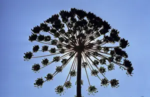 Heracleum mantegazzianum, giant hogweed (Heracleum mantegazzianum)