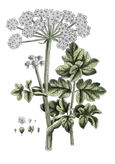 Heracleum spondylium, meadow hogweed