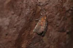 Herald (Scoliopteryx libatrix)