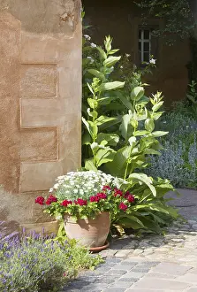 Herb garden between Abthaus and Infirmerie