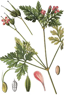 Herb Robert, Red Robin, Death come quickly or Robert Geranium (Geranium robertianum)