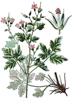 Herb Robert or Red Robin (Geranium robertianum)