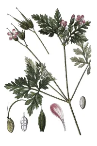 Herb Robert, Red Robin (Geranium robertianum)