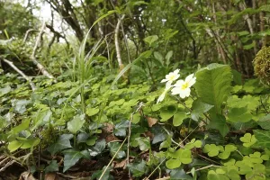 Herbs with primrose on the forest floor